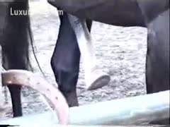 A local ranch hand records the moment a horse gets a subrigid hoof.